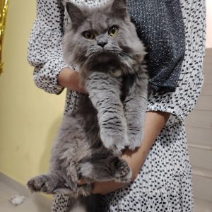 British long hair cat Pure bread