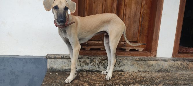 Bruno (Chippipara) contact 9947920476