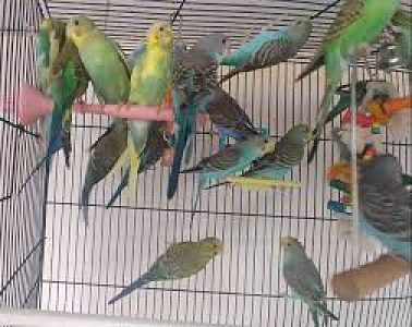 Budgerigar birds