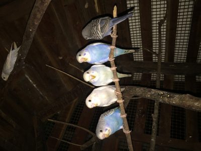 Budgies