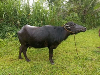 മുറ ക്രോസ് കന്നി എരുമ