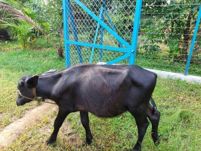 ആന്ധ്ര പോത്ത് കുട്ടി