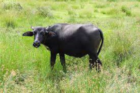 Buffalo for sale in thrissur