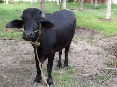 2 buffalos for sale  , Contact 8129455957