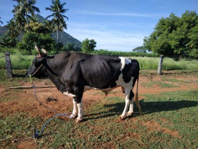 Bull sales in Tamil Nadu