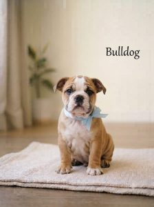 Bulldog Puppy 8800539300
