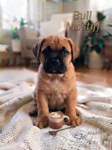 Bullmastiff Puppy Behavior, Gentle Giant, Loyal & Protective Family Dog 8800539300