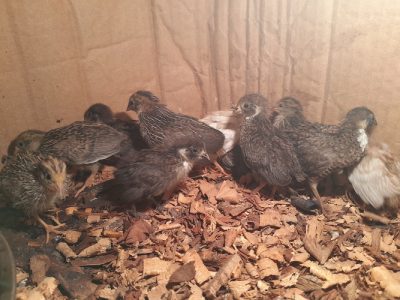 Button quail