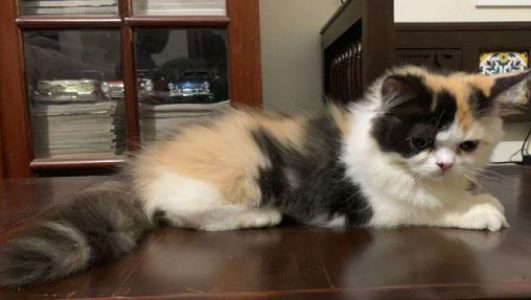 Calico colour pure Persian Kittens available