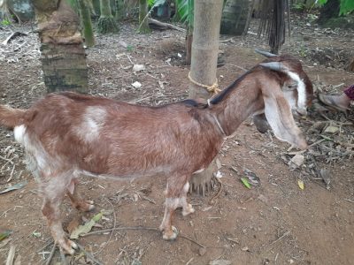 മലബാറി ബീറ്റൽ ക്രോസ്സ് ആടുകൾ വിൽപ്പനക്ക്... Call 8547322714