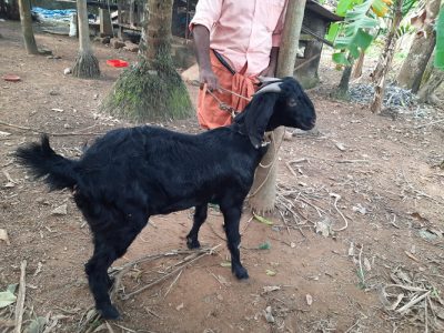 മലബാറി ബീറ്റൽ ക്രോസ്സ് ആടുകൾ വിൽപ്പനക്ക്... Call 8547322714