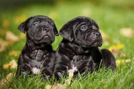 Cane Corso Cute Puppy 8800539300