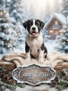 Cane Corso cute little dog 8800539300