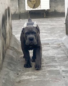 Cane corso