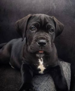 Cane Corso