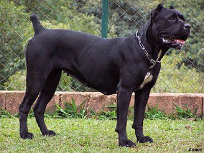 Cane corso