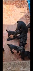 Cane corso puppies for sale in Bangalore