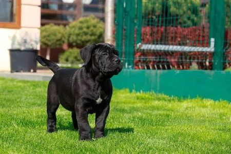 Cane Corso Puppy 8800539300