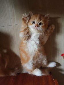 Cat 2 months old