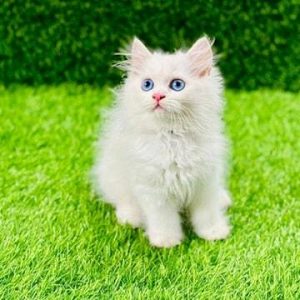 Cat's Persian available delivery
