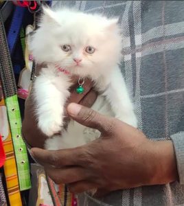 Cat's Persian available male female