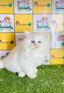 Cat's Persian baby