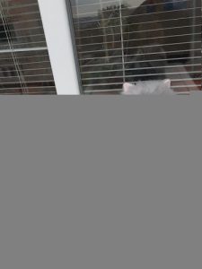 Cat shop home delivery9127530166