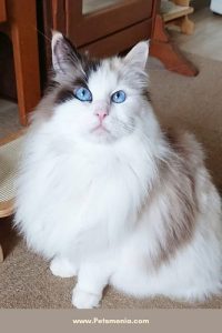 Cat shop home delivery9127530166