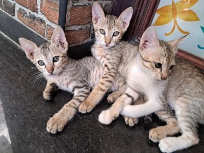 Cats for adoption