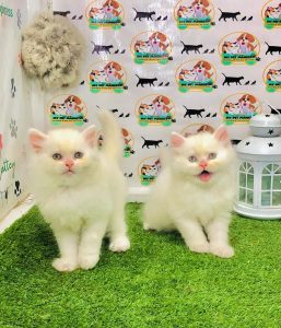 Cats home delivery all over India