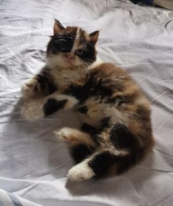 Cats - 2 months old