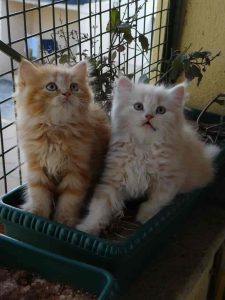 Cats Persian female male available