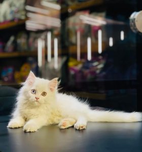 Cats Persian male female available