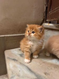 Cats Persian male female