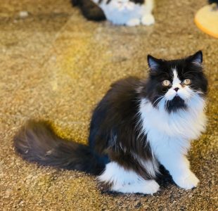 Cats Persian pets shop