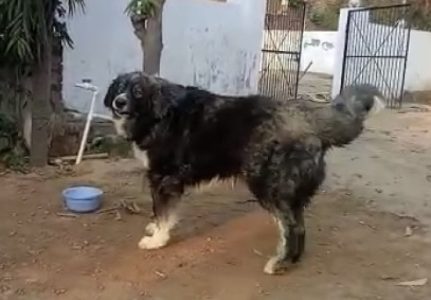 Caucasian shepherd puppies available