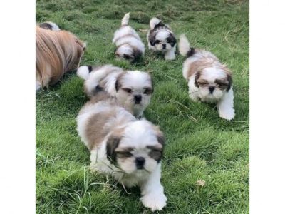 Certified KCI Shih Tzu Male female Puppys for Rehoming