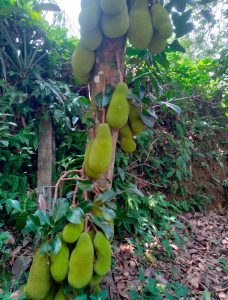 Chacka( Jack Fruit)