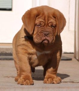 Champion bloodline French mastiff Puppies For Sale..8307797664