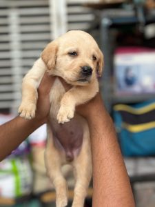 Champion bloodline labrador