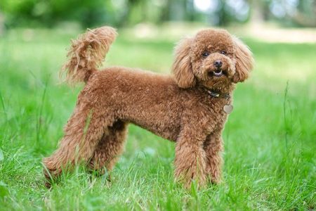 Champion breed Toy poodle puppies for sale