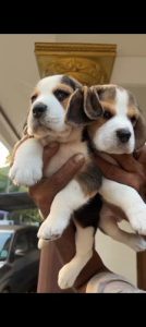 Champion Lineage Beagle puppies for sale