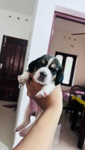 Champion Lineage Beagle Puppies for sale