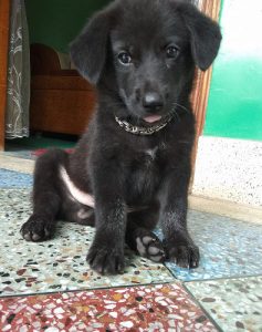 Chesapeake bay Retriever mix breed