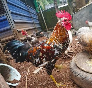 FOR SALE. പുളളിപ്പൂവൻ വിൽപ്പനക്ക്