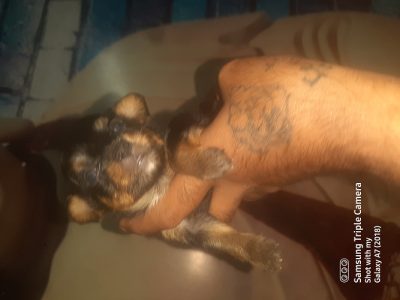 Chihuahua Puppies Ready Now For Sale Delhi Trust Kennel