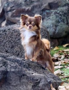 Chihuahua Puppies For Sale Trust Kennel