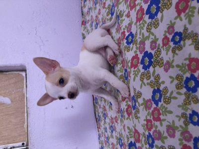 Chihuahua puppy