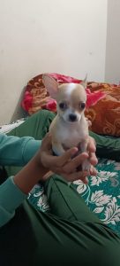 Chihuahua Puppys For Sale Delhi