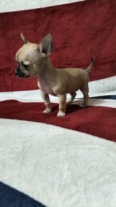 Chihuahua Pups Apple Head For Sale Trust Kennel